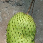guanabana fruit