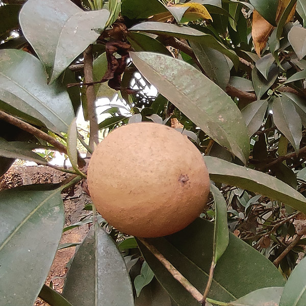 chikoo sapota fruit growing on a tree