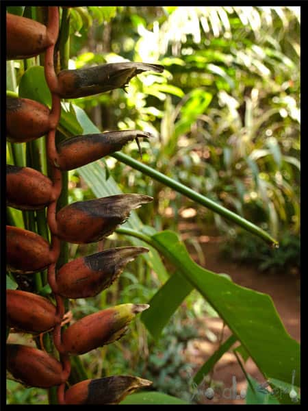 Spice Garden Goa - Spice Plantation & Farm in India www.Masalaherb.com 