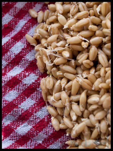 germinating wheat