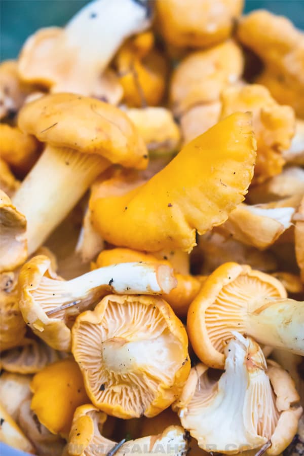 chanterelle mushrooms form the forest