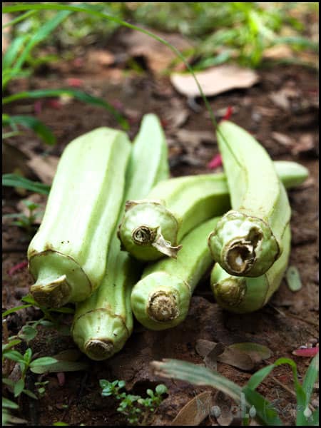 Lady Finger Bhaji (Okra/Bhende) #stepbystep #recipe masalaherb.com