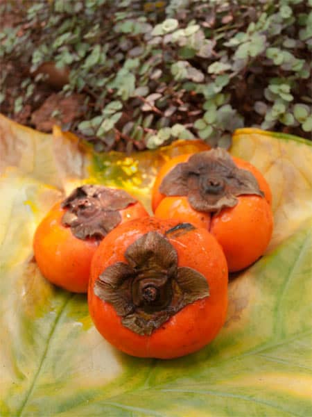 Persimmon Lemon Jam - Fuyu and Hachiya (Kaki) #stepbystep #recipe masalaherb.com