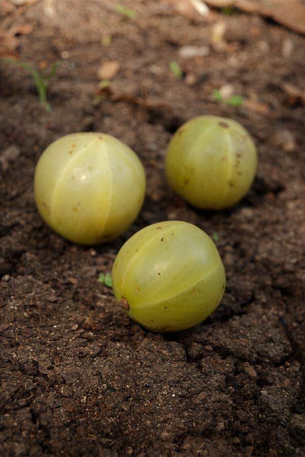 Amla aka Indian Gooseberry