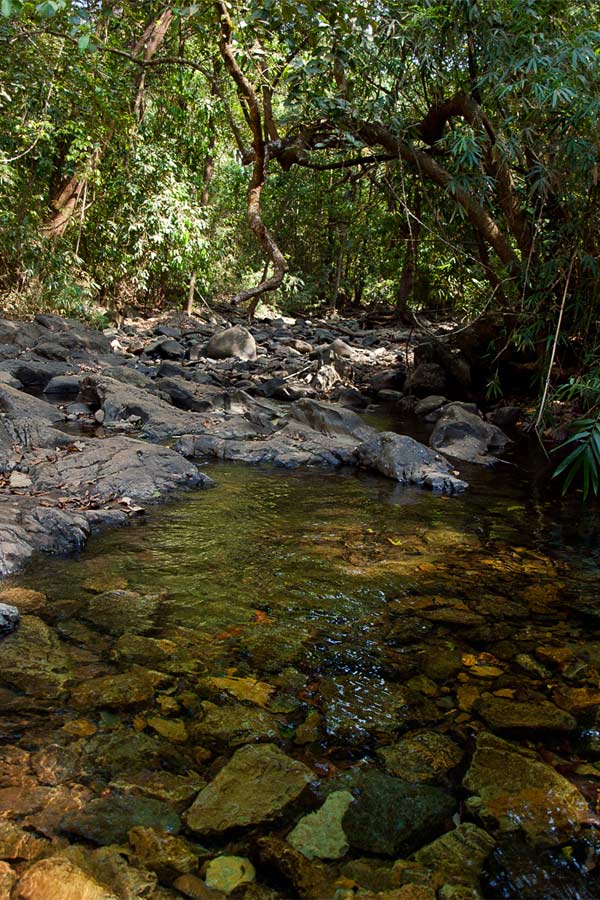  Dudhsagar Falls Goa India [+Pictures] the 300 m high water fall is situated in goa near the karnataka border in india in an UNESCO heritage area, Western ghats mountain range, natural reserve. I share how to get there, cost, if it; s worth it, what to look out for and more! www.Masalaherb.com #masalaherb #travel #india #goa
