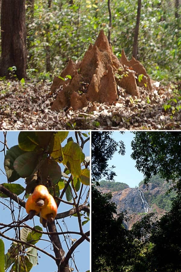 Dudhsagar Falls Goa India [+Pictures] the 300 m high water fall is situated in goa near the karnataka border in india in an UNESCO heritage area, Western ghats mountain range, natural reserve. I share how to get there, cost, if it; s worth it, what to look out for and more! www.Masalaherb.com #masalaherb #travel #india #goa
