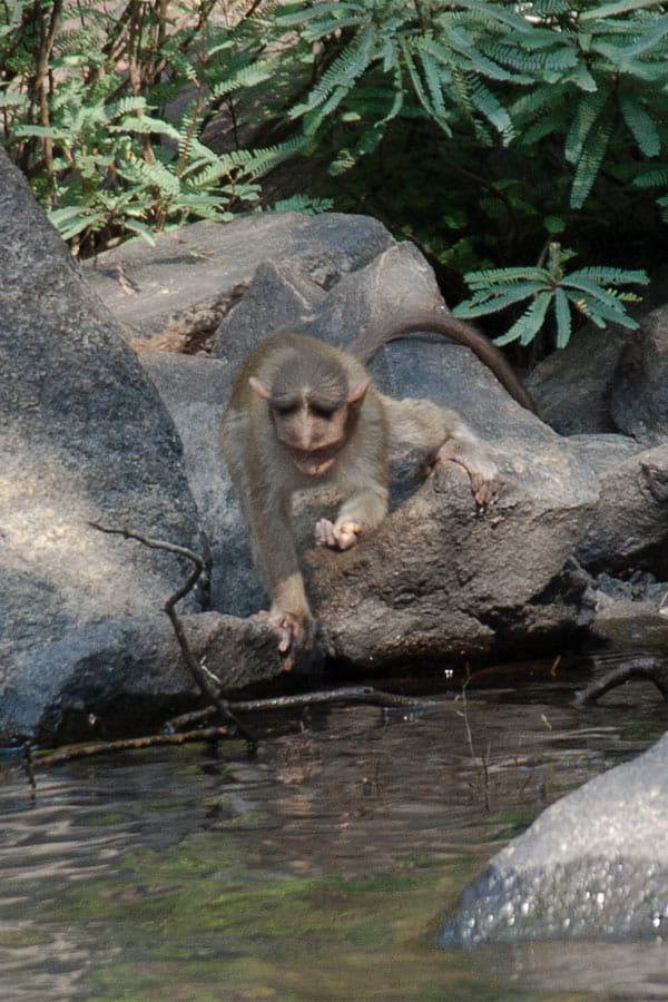  Dudhsagar Falls Goa India [+Pictures] the 300 m high water fall is situated in goa near the karnataka border in india in an UNESCO heritage area, Western ghats mountain range, natural reserve. I share how to get there, cost, if it; s worth it, what to look out for and more! www.Masalaherb.com #masalaherb #travel #india #goa