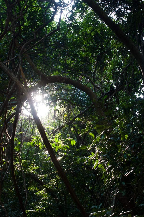  Dudhsagar Falls Goa India [+Pictures] the 300 m high water fall is situated in goa near the karnataka border in india in an UNESCO heritage area, Western ghats mountain range, natural reserve. I share how to get there, cost, if it; s worth it, what to look out for and more! www.Masalaherb.com #masalaherb #travel #india #goa