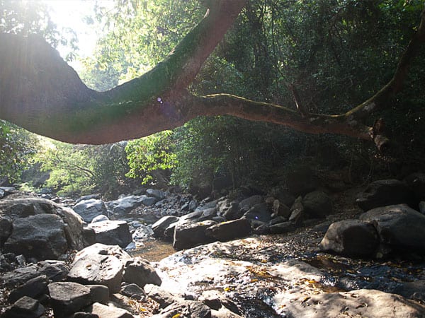 Dudhsagar Waterfalls trip #Goa #India #travel masalaherb.com