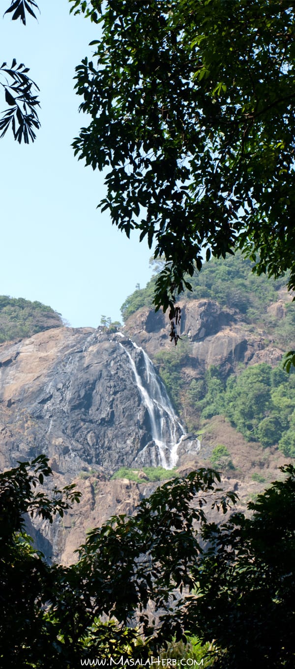 Dudhsagar Falls Goa India [+Pictures] the 300 m high water fall is situated in goa near the karnataka border in india in an UNESCO heritage area, Western ghats mountain range, natural reserve. I share how to get there, cost, if it; s worth it, what to look out for and more! www.Masalaherb.com #masalaherb #travel #india #goa