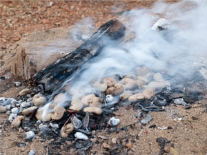 How to roast Cashews – Traditional Goan roasting of raw Cashews – The Caju Fruit