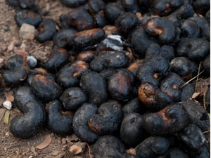 How to roast Cashews – Traditional Goan roasting of raw Cashews – The Caju Fruit