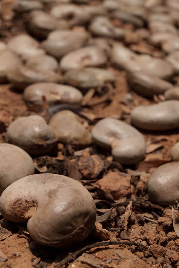 hur man steker cashewnötter - hur man förbereder Cashewfrukt