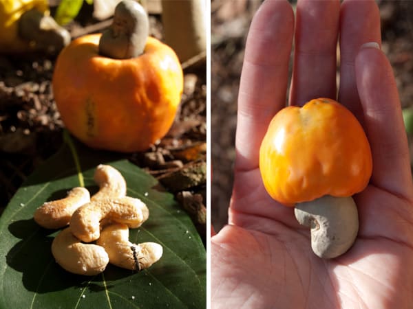 How to roast Cashews - How to prepare Cashew Fruit