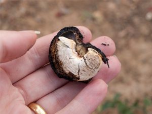 How to roast Cashews - Traditional Goan roasting of raw Cashews - The Caju Fruit #stepbystep #recipe masalaherb.com