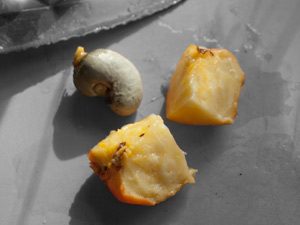 How to roast Cashews – Traditional Goan roasting of raw Cashews – The Caju Fruit