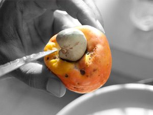 How to roast Cashews – Traditional Goan roasting of raw Cashews – The Caju Fruit