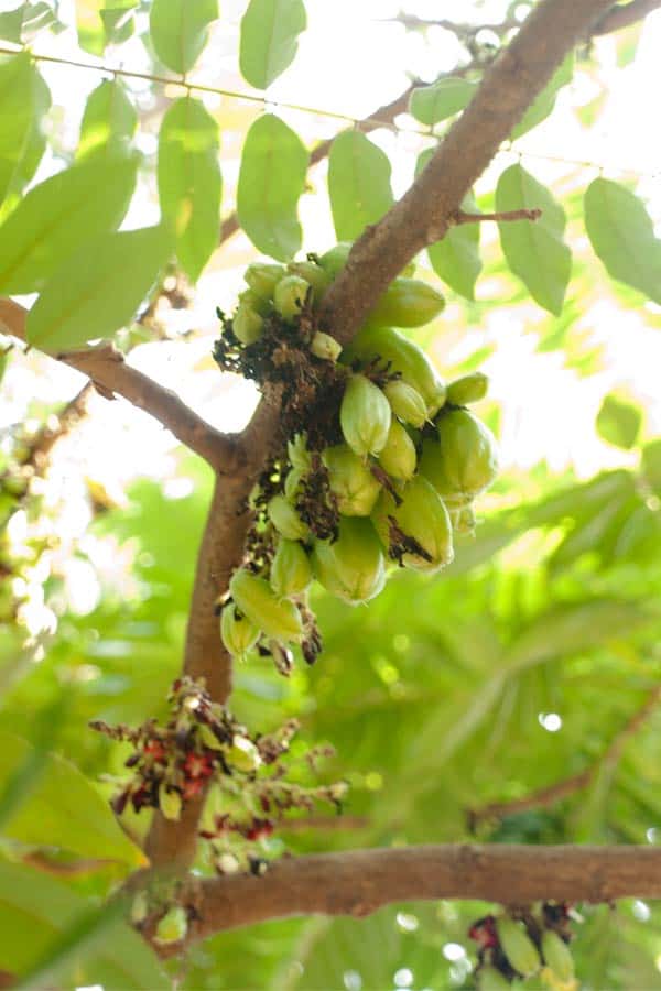 Tropical Fruit Garden India #stepbystep #recipe masalaherb.com