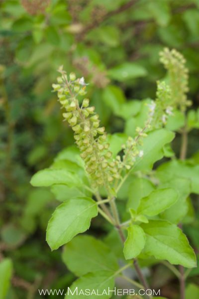 Infused Tulsi Tea with Fresh or Dried Leaves (Holy Basil)