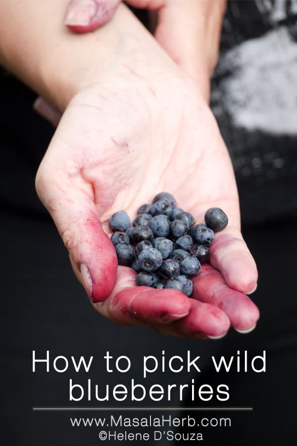 How to pick wild blueberries www.masalaherb.com