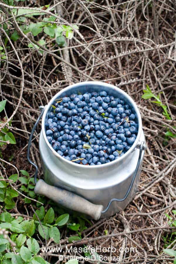 bilberries in a milk jug