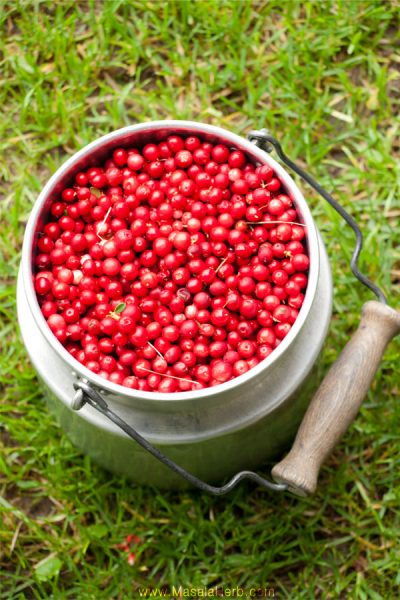 The Lingonberry and how to find wild Lingonberries www.masalaherb.com