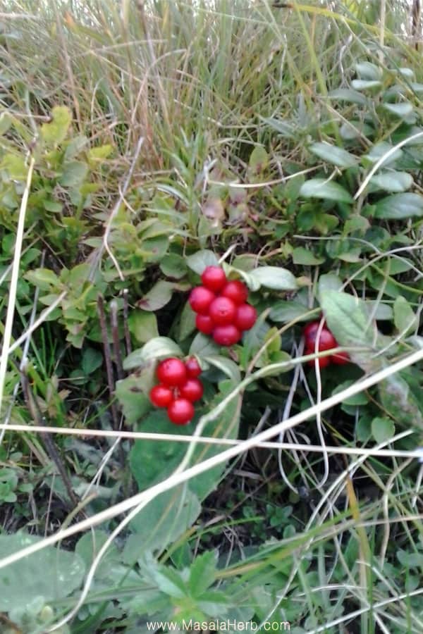 The Lingonberry and how to find wild Lingonberries www.masalaherb.com