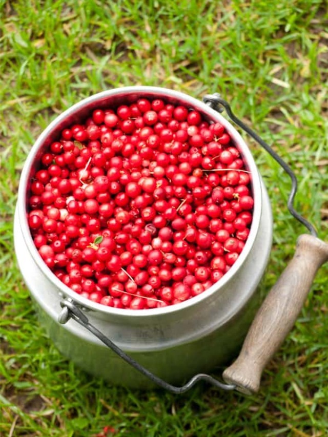 What does Lingonberry taste like? Story