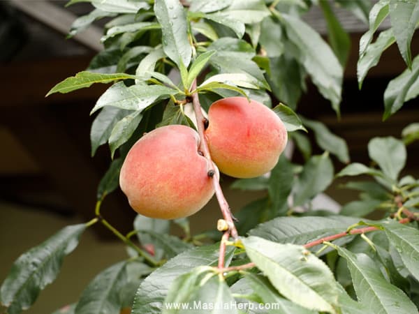 homegrown peach, fresh and natural without pests www.masalaherb.com
