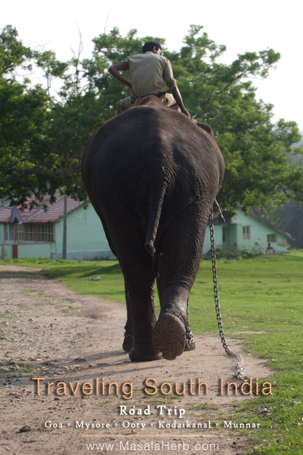 Traveling South India goa mysore ooty kodaikanal munnar www.masalaherb.com an elephant and his owner, Tamil Nadu India