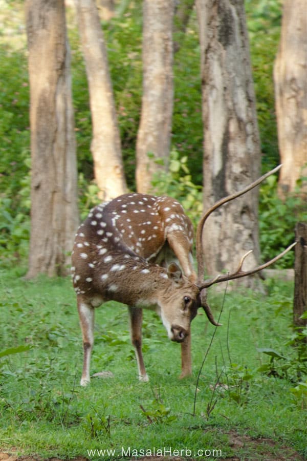 Traveling South India www.masalaherb.com Wild deer inwildlife sanctuary near Ooty, Tamil Nadu India