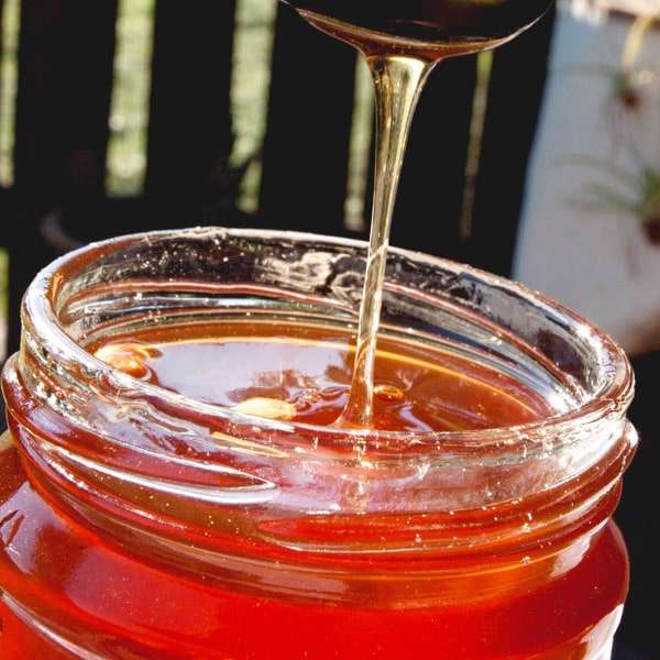 Dandelion Jelly Dandelion honey How to cook Dandelion flowers