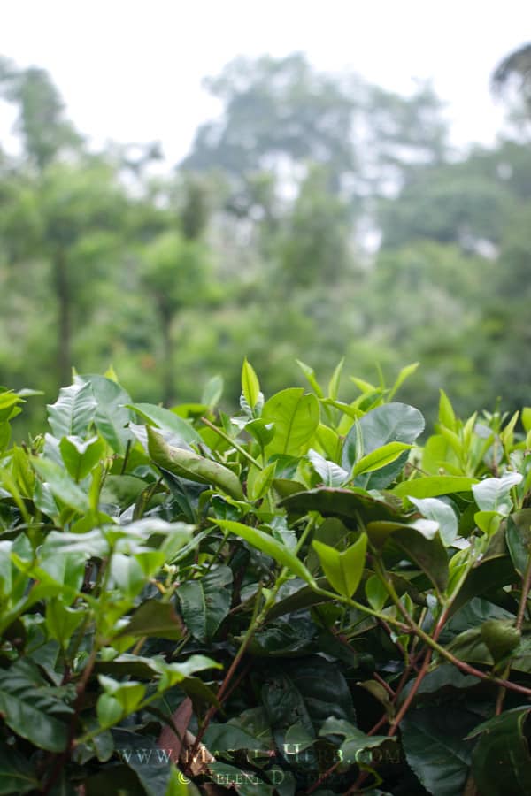 Munnar Hill Station Kerala - Majestic Tea Gardens of South India www.masalaherb.com #travel #India #Asia