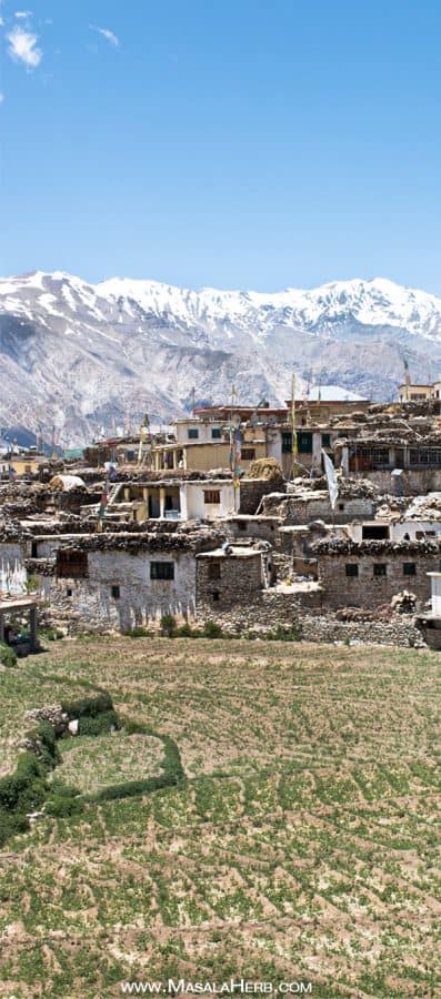 Nako - A Dream Village in the Himalayas - Kinnaur Himachal Pradesh India. We travled to Nako on our #roadtrip from Kinnaur to Spiti valley in 2017 and discovered the beauty of this medieval village next to the Tibetan Chinese border. #roadtrip #himalaya #village #india #masalaherb www.MasalaHerb.com