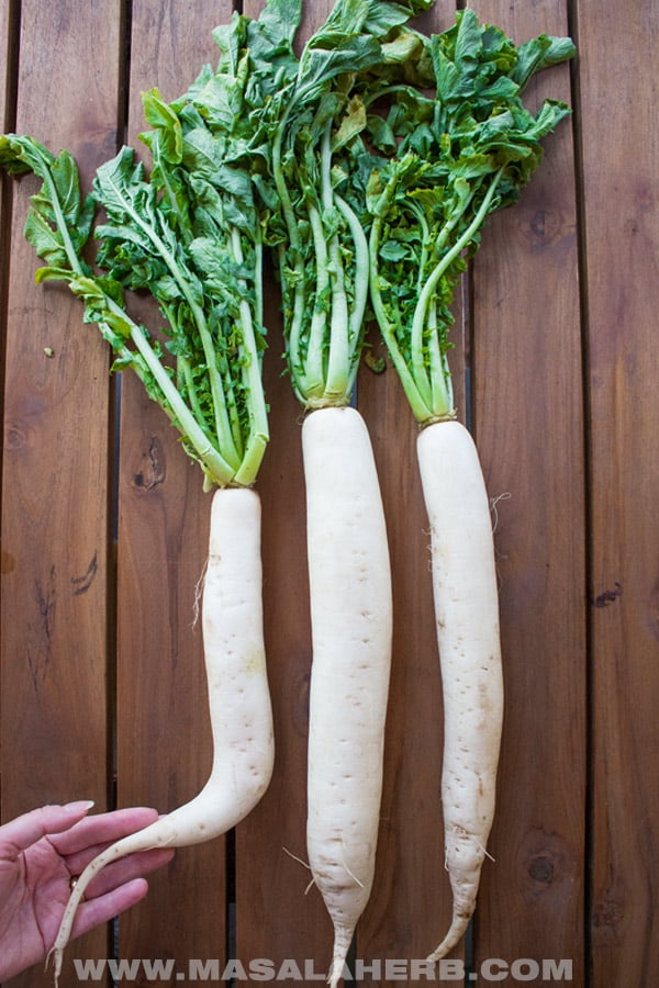 Daikon Radish Salad Recipe