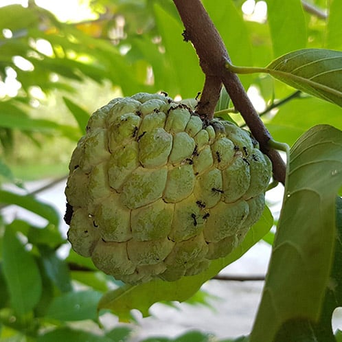 Sugar Apple - Tropical Fruits you didn't know existed! [List and pictures]