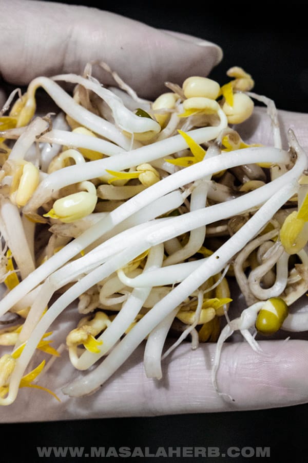 How to sprout mung beans - DIY Mung Bean Sprouts