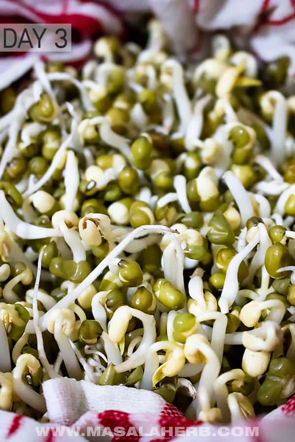 How to sprout mung beans - DIY Mung Bean Sprouts