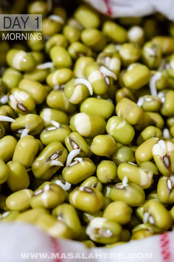 How to sprout mung beans - DIY Mung Bean Sprouts