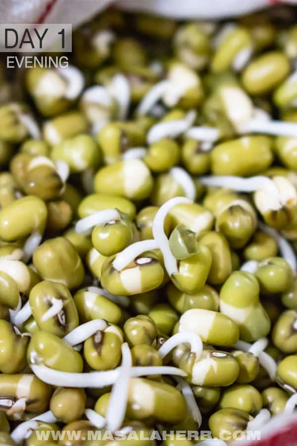 How to sprout mung beans - DIY Mung Bean Sprouts
