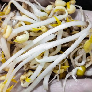 How to sprout mung beans - DIY Mung Bean Sprouts