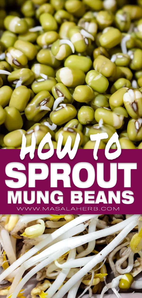 How to sprout mung beans - DIY Mung Bean Sprouts