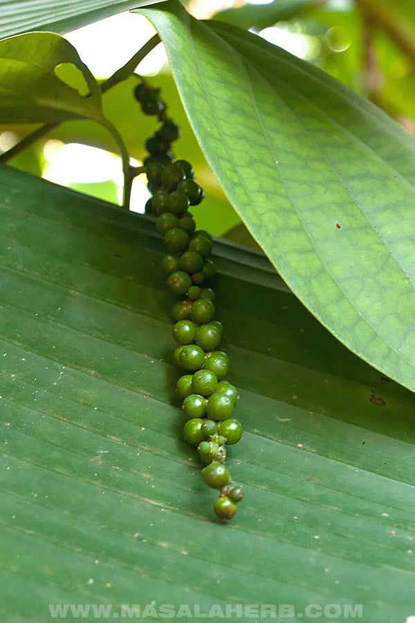 Green Peppercorns in Brine