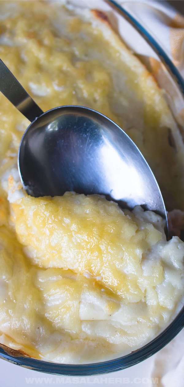 Belgian Endive Recipe au gratin [Endives au Jambon]