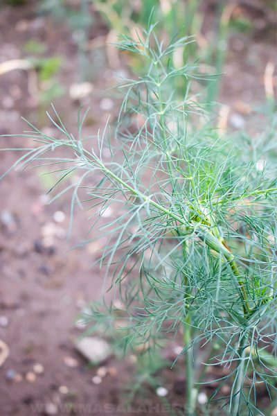 Sour Cream Dill Dip Recipe