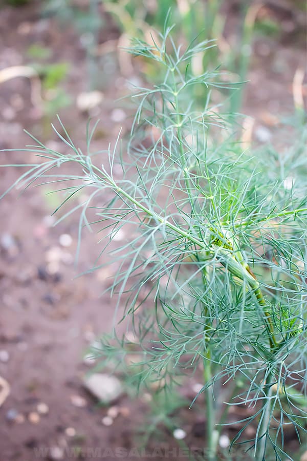 Sour Cream Dill Dip Recipe