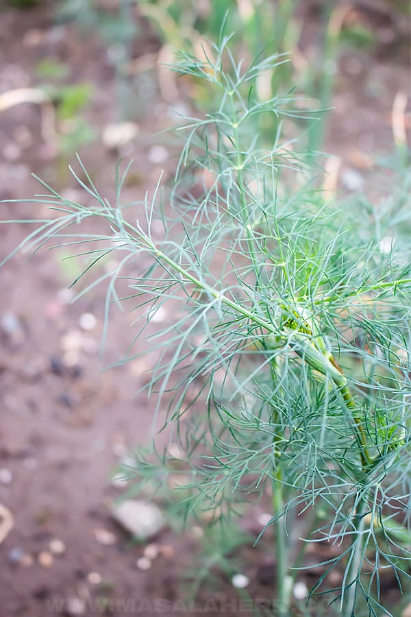 Sour Cream Dill Dip Recipe