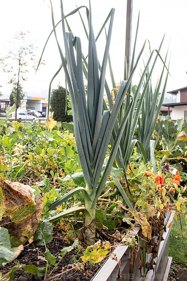 leek growing in the garden