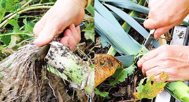 trim leek roots off