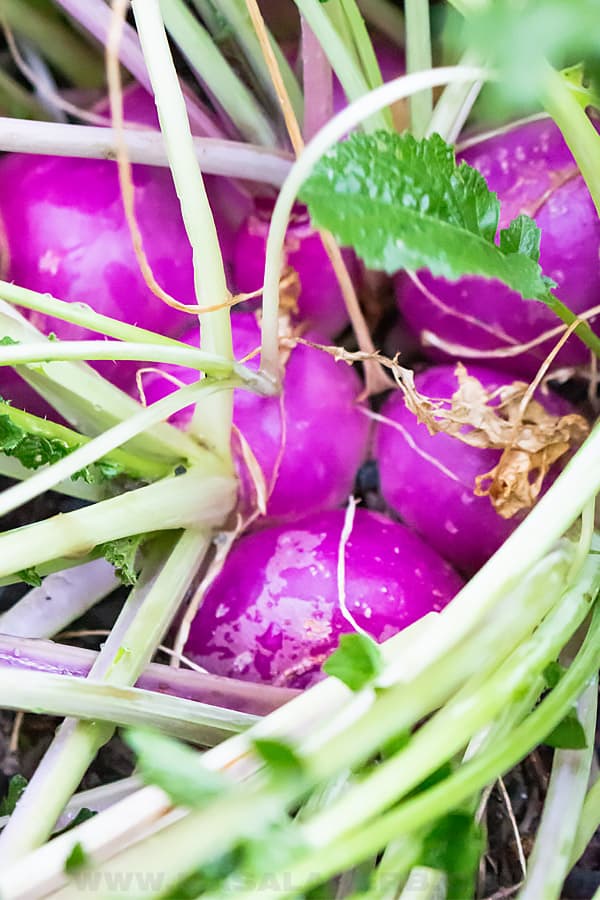 turnips in the garden